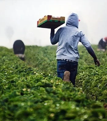 Farms Stay Profitable While Others Struggle