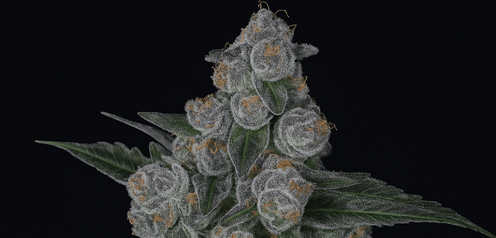Gastro Pop Strain: A Flavorful and Uplifting Cannabis Experience